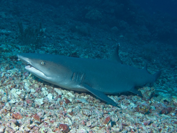 White tip reef shark