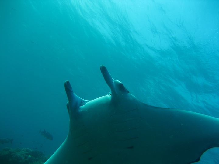 Giant Manta ray (thanks to Joe)