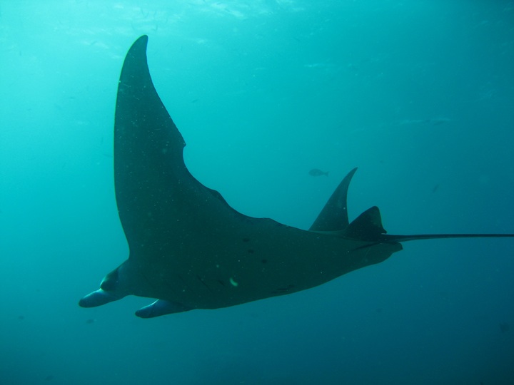 Giant Manta ray (thanks to Joe)