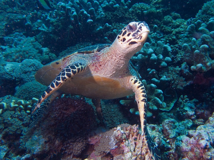 Hawksbill turtle