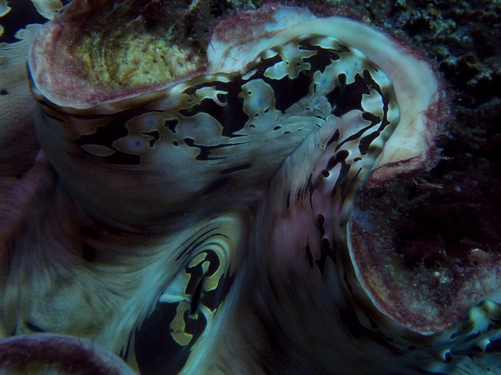 Giant clam