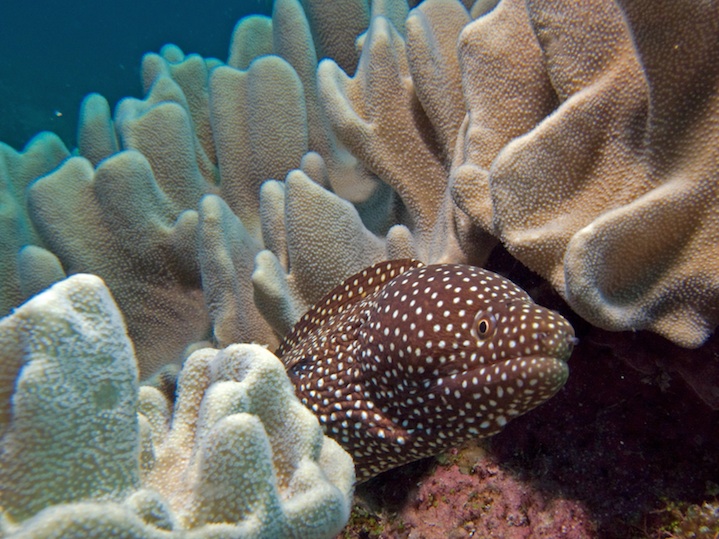 Whitemouth moray eel