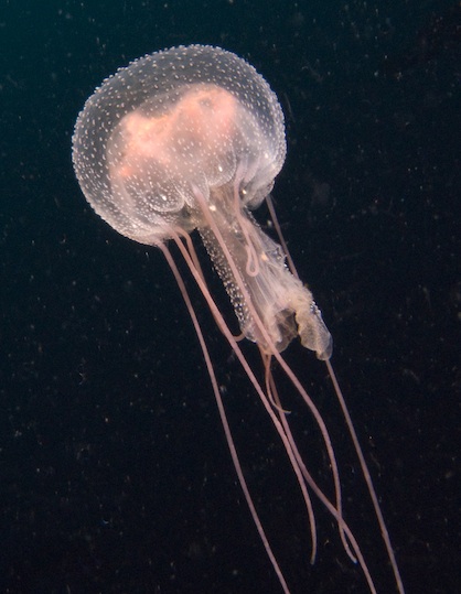 Jellyfish