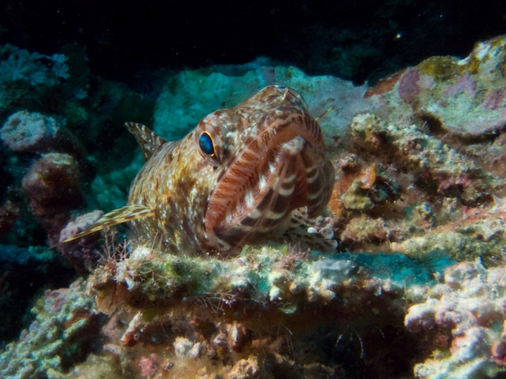 Lizardfish