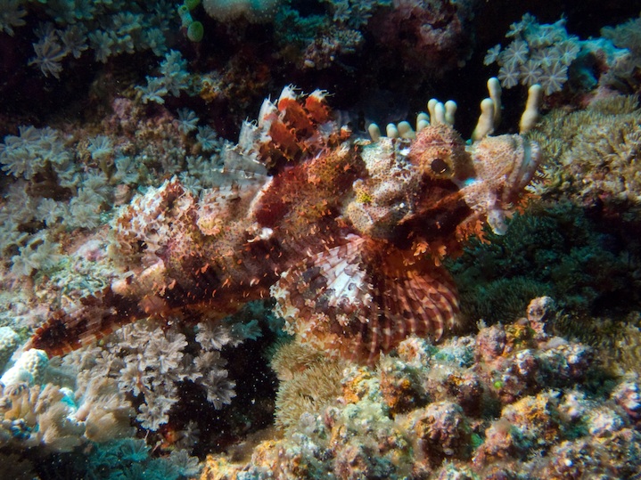 Bearded scorpionfish
