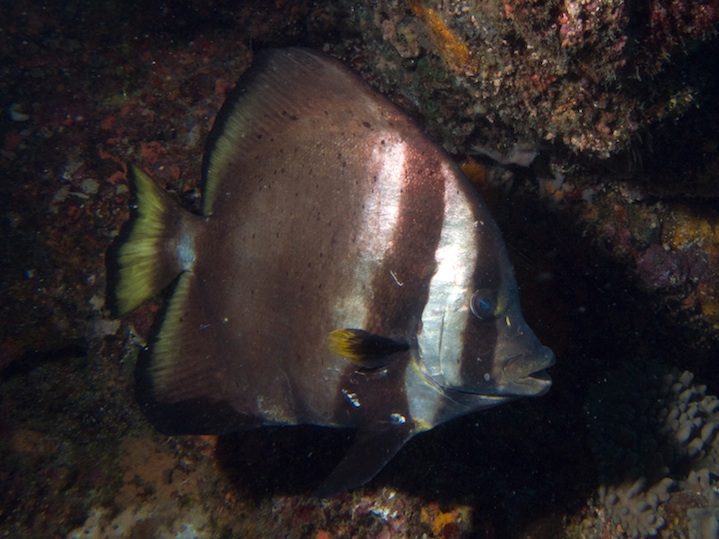 Batfish