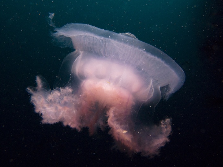 Jellyfish