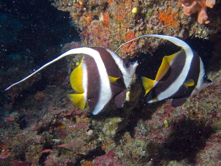 Bannerfishes
