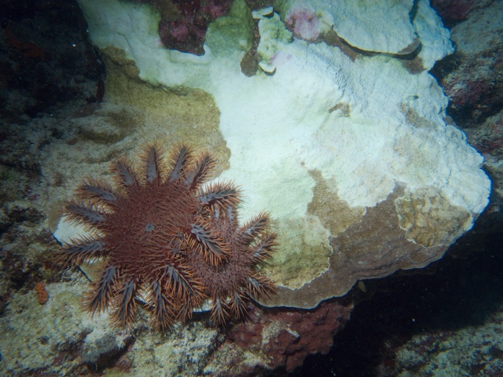 Crown of thorns starfishes destroy the reef