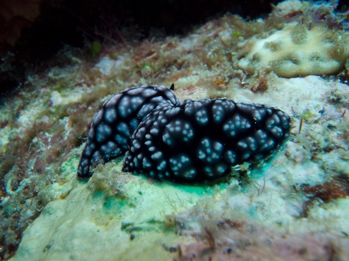 Nudibranch