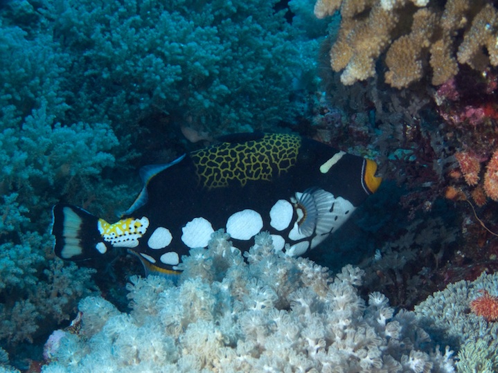 Clown triggerfish