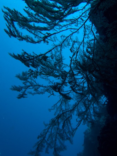 Soft coral at D wall