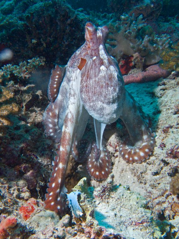 Octopus (Bathala)