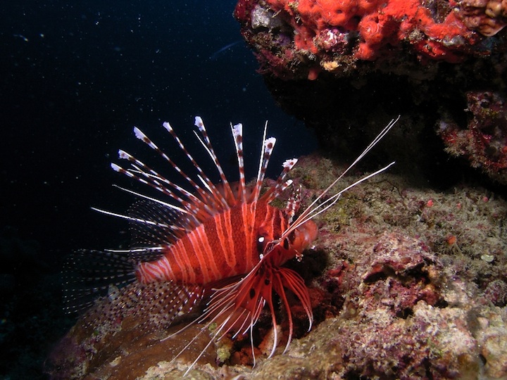 Lion fish Helengeli