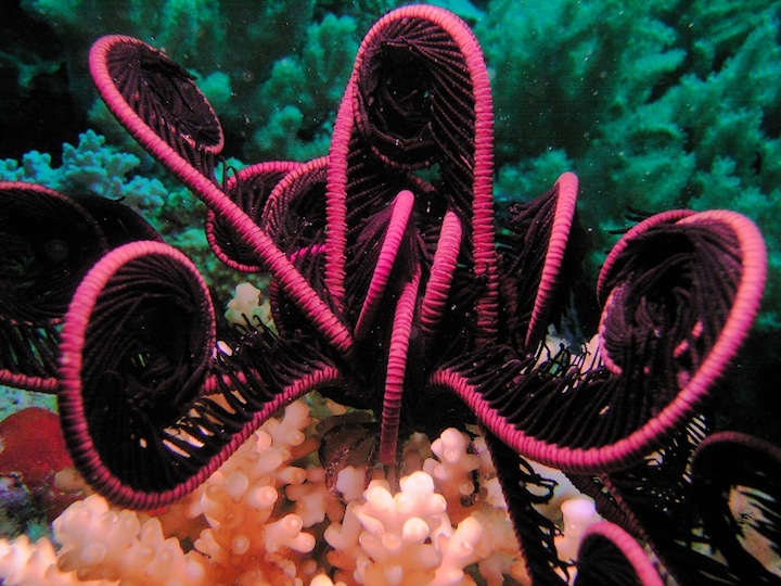 Feather star (Filitheyo)