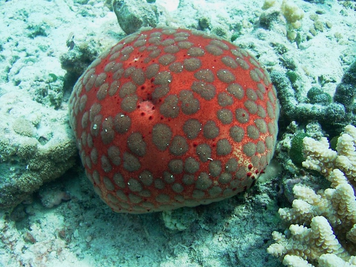 Pincushion seastar