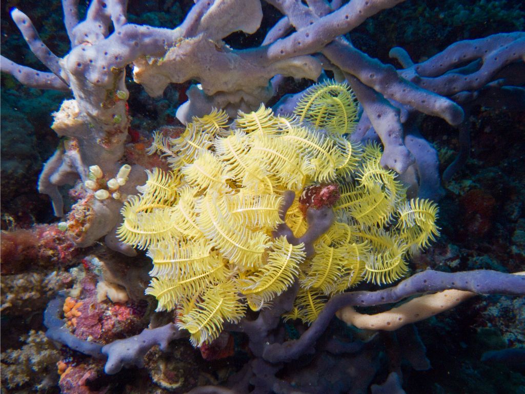 Feather star (Bathala)