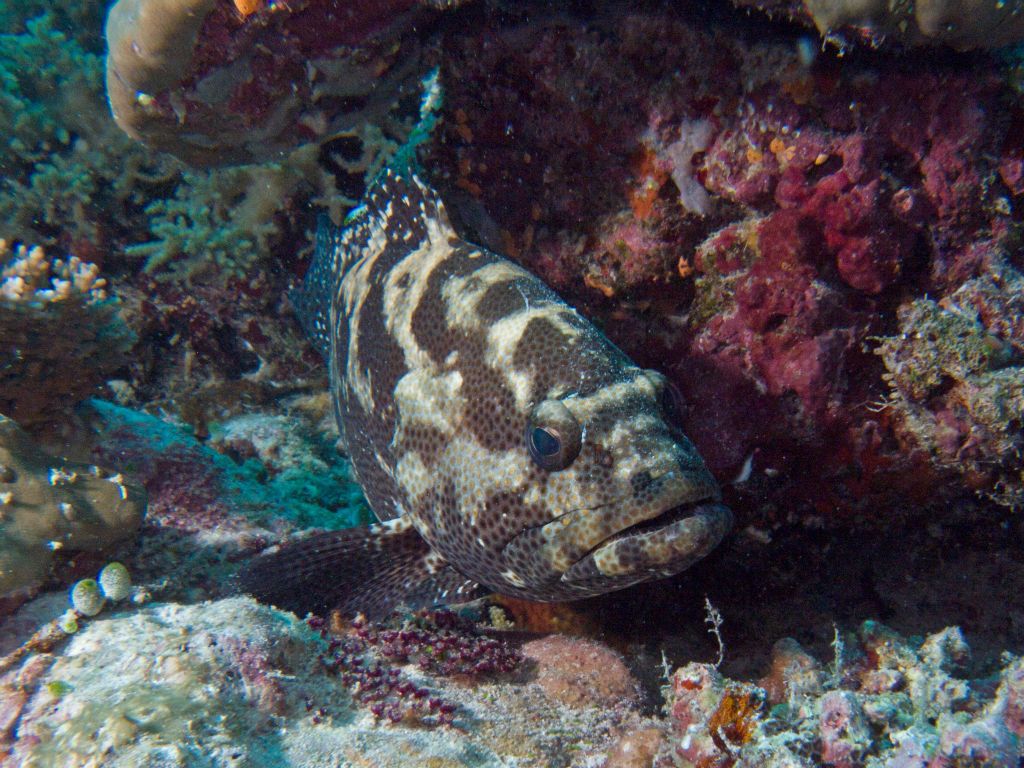 Malabar grouper (Bathala)