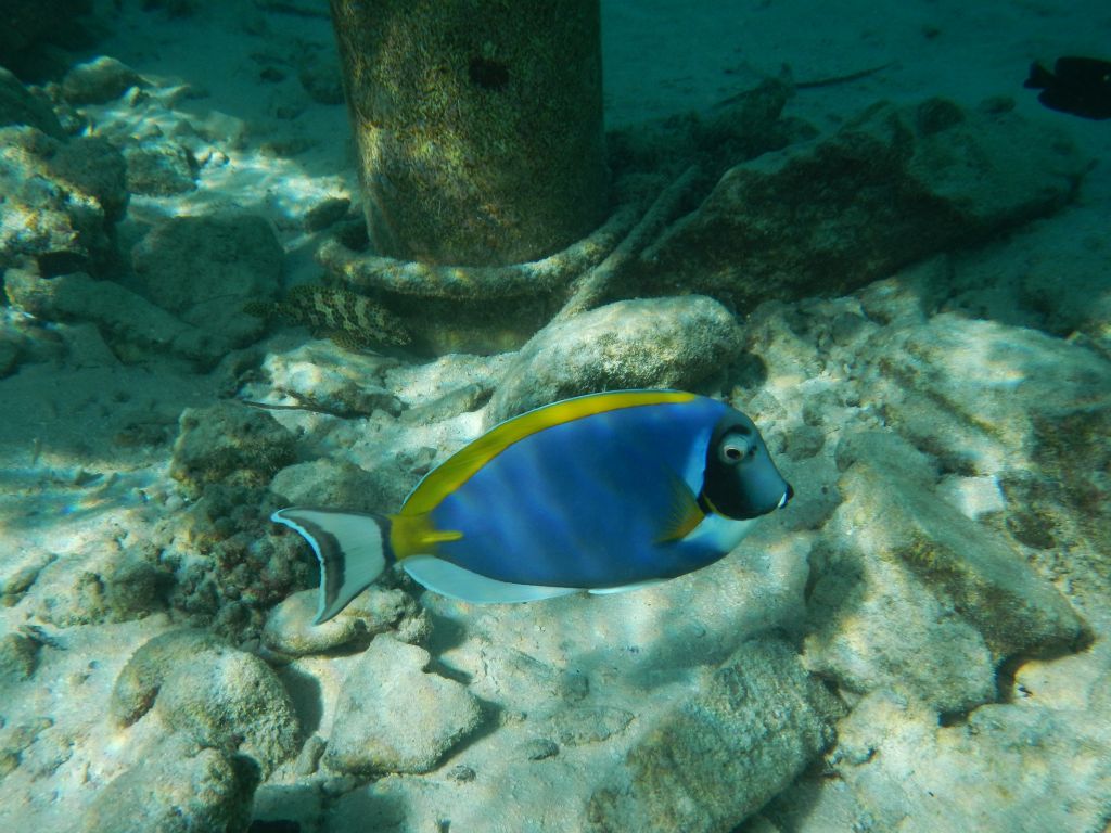 Powder blue tang (Bathala jetty)