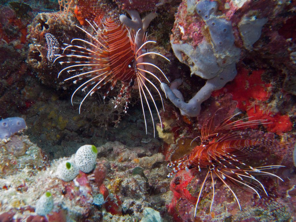 Lion fish (Bathala)
