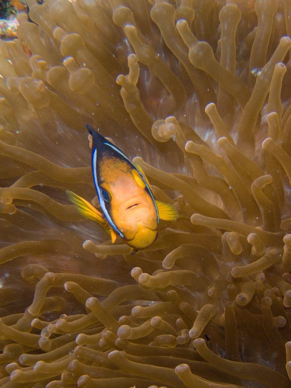 Anemone fish (Bathala)