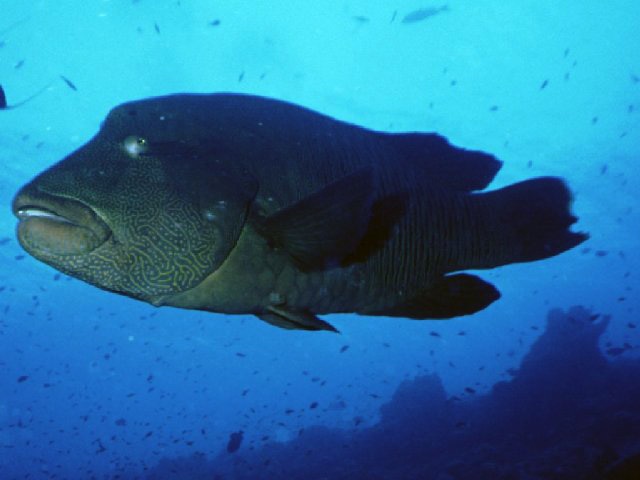 Napoleon fish or Humphead wrasse (Helengeli)