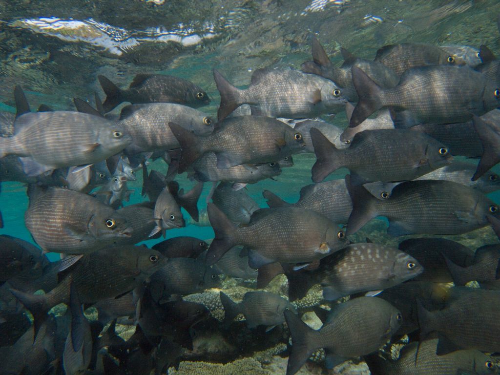 Grunts (Bathala house reef)