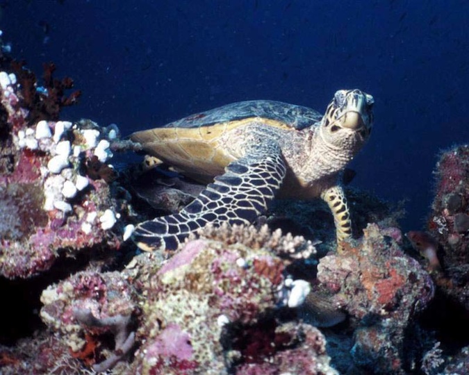 Hawksbill turtle at Madivaru corner (Veligandu)