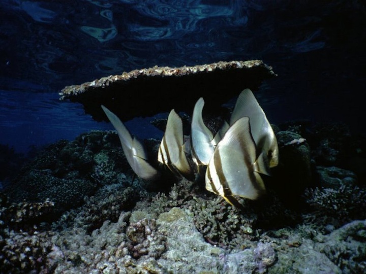 Bat fish in the lagoon (Vilamendhoo)