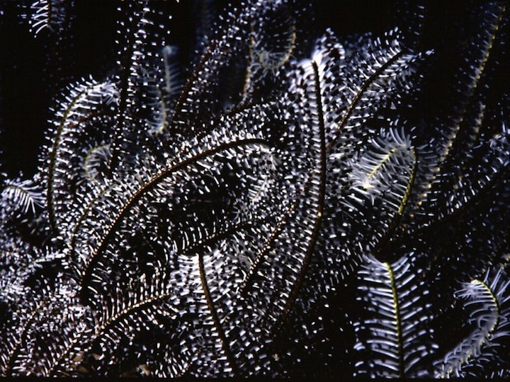 Black feather star (Helengeli)