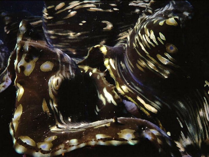 Giant clam<