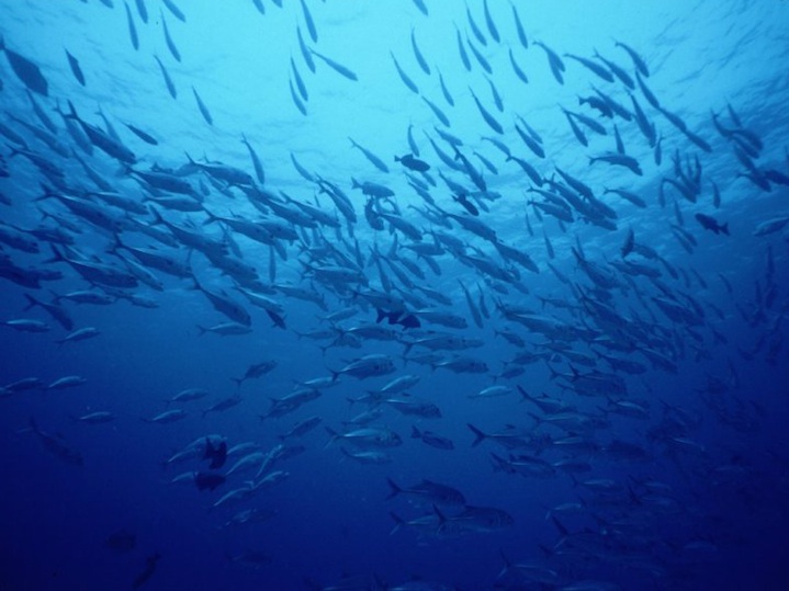 Blue corner