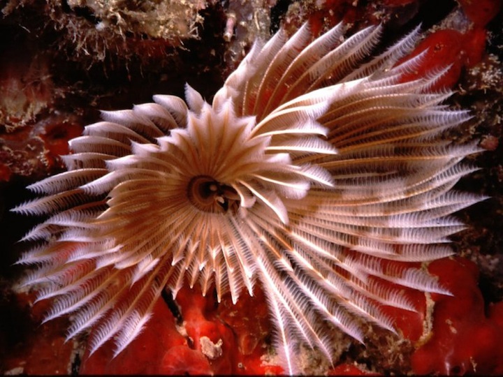 Tube worm<