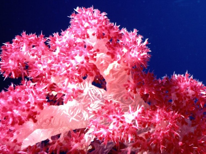 Soft coral arch, central rock islands