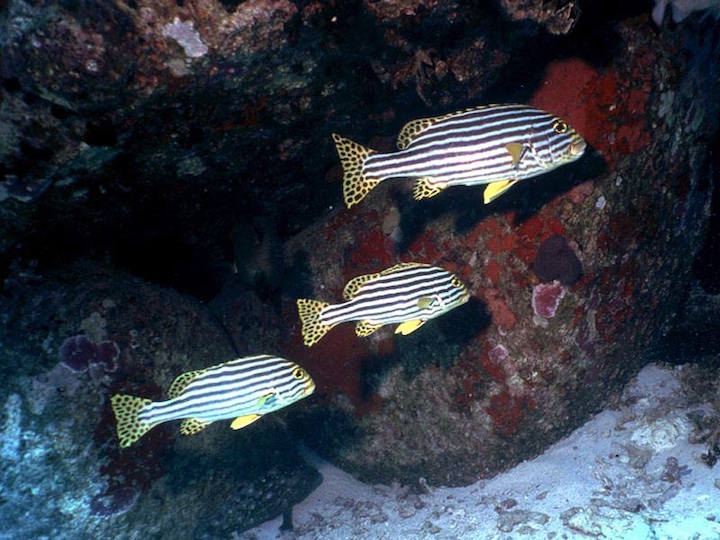 Oriental sweetlips