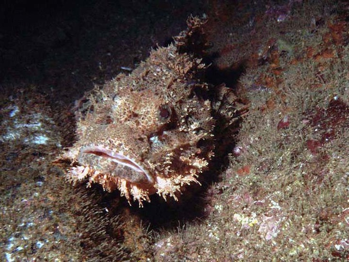Bearded scorpionfish