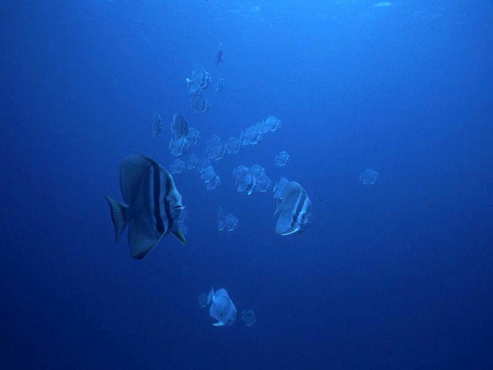 Batfishes at Ennerdale wreck