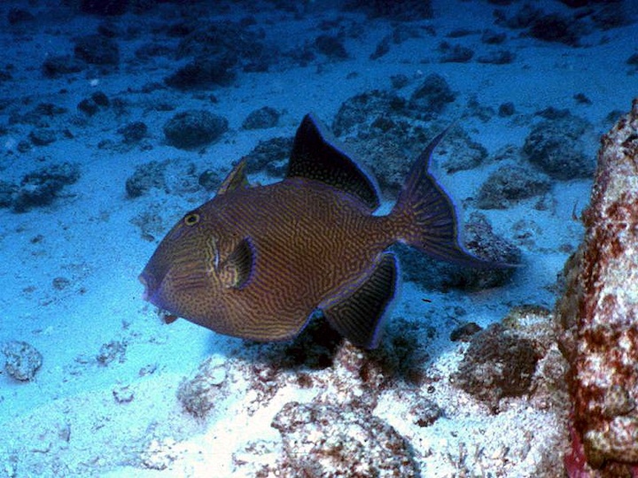 Blue triggerfish
