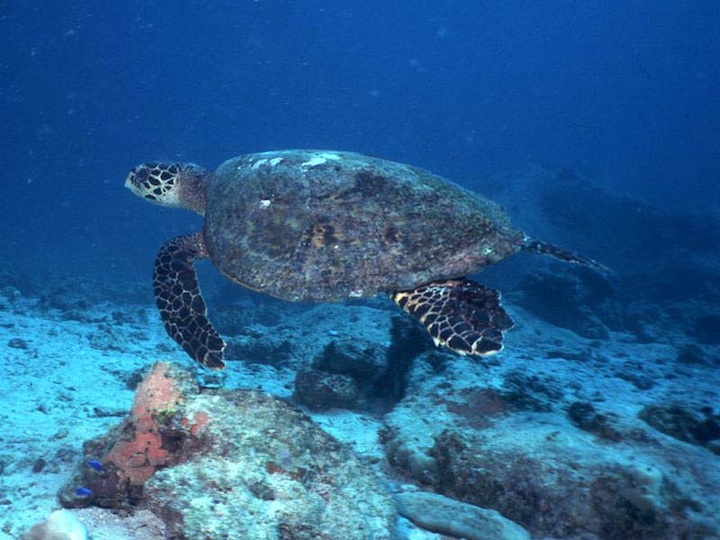 Hawksbill turtle