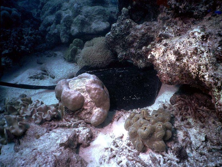 Feathertale stingray