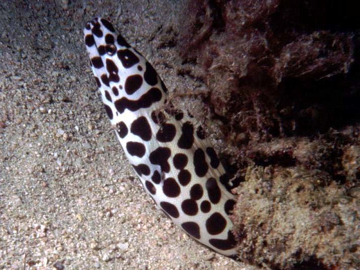 Snake eel