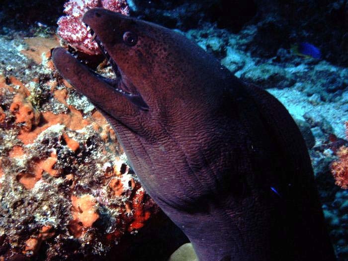 Moray eel