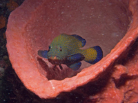 malaysia