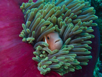 maldives