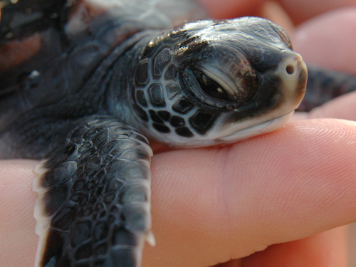 baby turtle