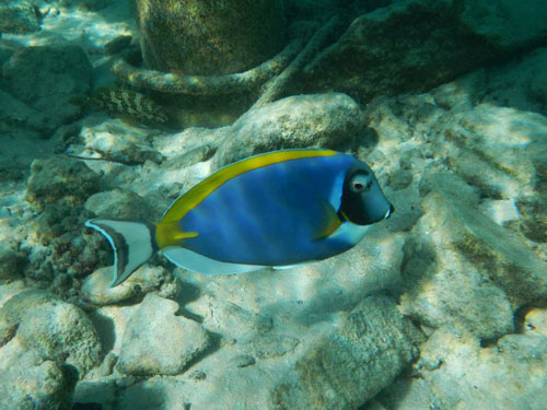 jetty bathala