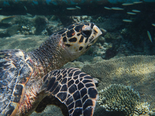 hawksbill turtle